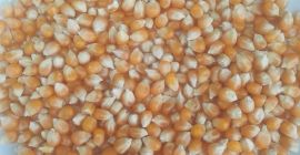 100 Mt kukurydzy (POPCORN) dla gołębi lub innych