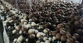 Wir bieten braune Pilze und Portabello direkt vom Hersteller