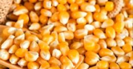 Żółta kukurydza Nazwa produktu 2018 Wysokiej jakości luzem IQF