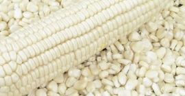 Kukurydza biała Kukurydza Opis Brak GM - BEZ GMO.