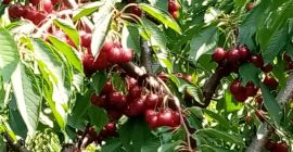 SPRZEDAM WIŚNIE do 50 t