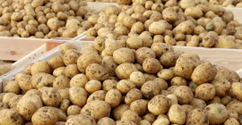 Ziemniaki odmiana Owacja, duże, bardzo smaczne. Mogą być pakowane