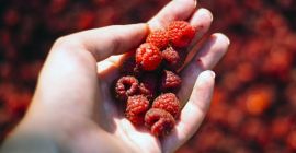 Rodzinne gospodarstwo ekologiczne prowadzi sprzedaż następujących produktów: porzeczki czerwonej,