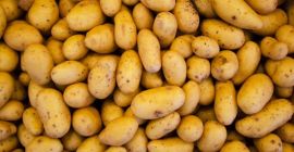 Ziemniaki odmiany Ovation, duże, bardzo smaczne. Można je pakować