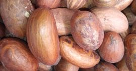 Wysokiej jakości Garnicia kola (Bitter Kola)