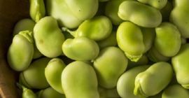 Bób suszony Premium Quality / Bób Suszony Bób Oferujemy