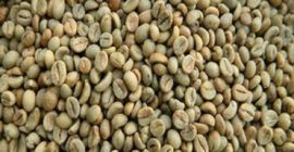 Gatunek: AAA Certyfikat hurtowy Arabica Kawa ziarnista Marka: oem