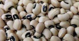 New Crop Black Eye Vigna biała fasola / Cowpeas