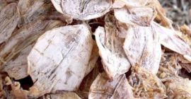 Oferujemy wszystkie rozmiary sepii kości rybnej wymienionych poniżej sepii