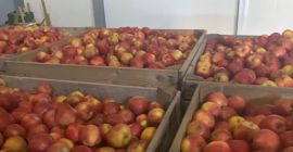 Witam serdecznie Reprezentuje gospodarstwo sadownicze umiejscowione w województwie mazowieckim.