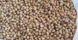 Szanowni Państwo! Obecnie w sprzedaży posiadamy ziarno soi z