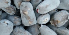 Kup czapkę haszyszową z certyfikatem ekologicznym!