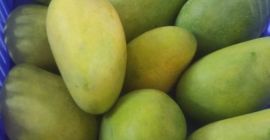Komatha Fresh z Amsterdamu / Holandii już od ponad