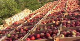 Apple Idared, rodzaj 2020. Rok. Sporządzono inteligentnie i świeżo.