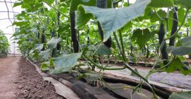 Domowe ogórki świeże wężowe.