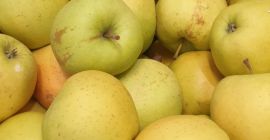 Polska firma ma w sprzedaży jabłka przemysłowe. Główne odmiany: