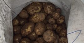 Sprzedam Nowe ziemniaki, pochodzące z Dabuleni, Rumunia