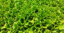 Sprzedam sałatki rukola szpinak tatzoy buraki zawsze świeże możliwe