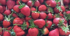 Truskawka czerwony diament , import Turcja. Bardzo atrakcyjna cena!