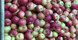 Sprzedam jabłko odmiany idared i gloster