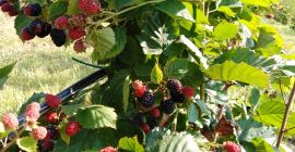 Mam do sprzedania 100% BIO soczyste i pyszne jeżyny