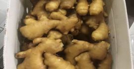 Produkt Świeży młody i stary imbir (nowe uprawy 2020