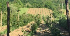 Bardzo smaczne organiczne jeżyny