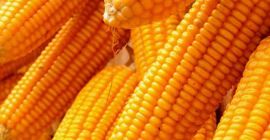 Zea mays należy do rodziny traw i jest jednym