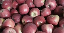 Sprzedam Glostera po lekkim gradzie z KA