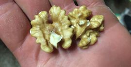 Sprzedam orzecha włoskiego łuskanego orzech jasny suchy bez prochu