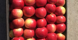 Posiadamy w sprzedaży Idared kal. 65+. cite18-20tone / lot