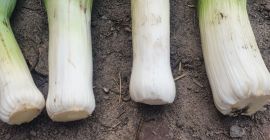 Sprzedam ekologicznego pora zimowego.