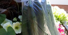Świeże ogórki wężowe producenta sprzedam w małych i dużych