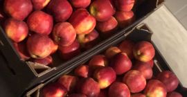 Sprzedam bardzo ładnego prince’a , ciemny , czysty dobra