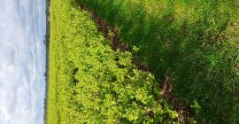 Sadzonki Jagody kamczackiej. Odmiany polskie i kanadyjskie. Odmiana kanadyjska