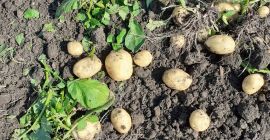 Sprzedam młode ziemniaki.Dostępność 24 t/dobę w zależności od zapotrzebowania.W