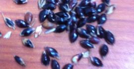 Kupię trawę Sudan w dowolnej ilości, dobrej jakości z