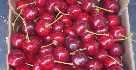 wiśnie Alcala la real