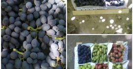 Soczyste owoce; Warzywa mięsiste; Produkty z roślin strączkowych i