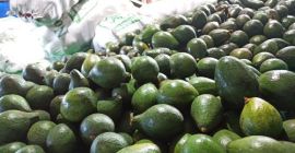 Witam, mam do sprzedania Avocado Hass luzem. Produkt pochodzenia