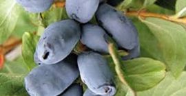 Jagoda kamczacka Przewidywana data zbioru: 20.06.2021r. Dostawa gratis od