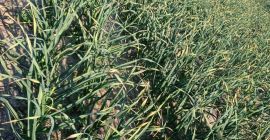 Witam. Mam do zaoferowania czosnek Harnaś w areale 0,5ha.