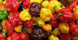 Chili Habanero są bardzo ostre, oceniane na 100 000-350