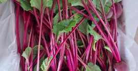 Świeży czerwony burak z liśćmi z certyfikatem Global Gap