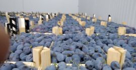 Producent świeżych śliwek z Republiki Mołdawii