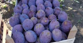 Sprzedaż śliwek z Republiki Mołdawii