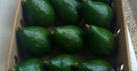 świeże awokado, warzywa, owoce poszukujemy odbiorców