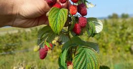 Jesteśmy plantacją malin i oferujemy około 4 ton świeżych