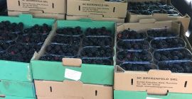 Cześć! Od 1 lipca będziemy mieli w sprzedaży owoce