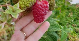 Ekologiczne maliny, laszka i polka